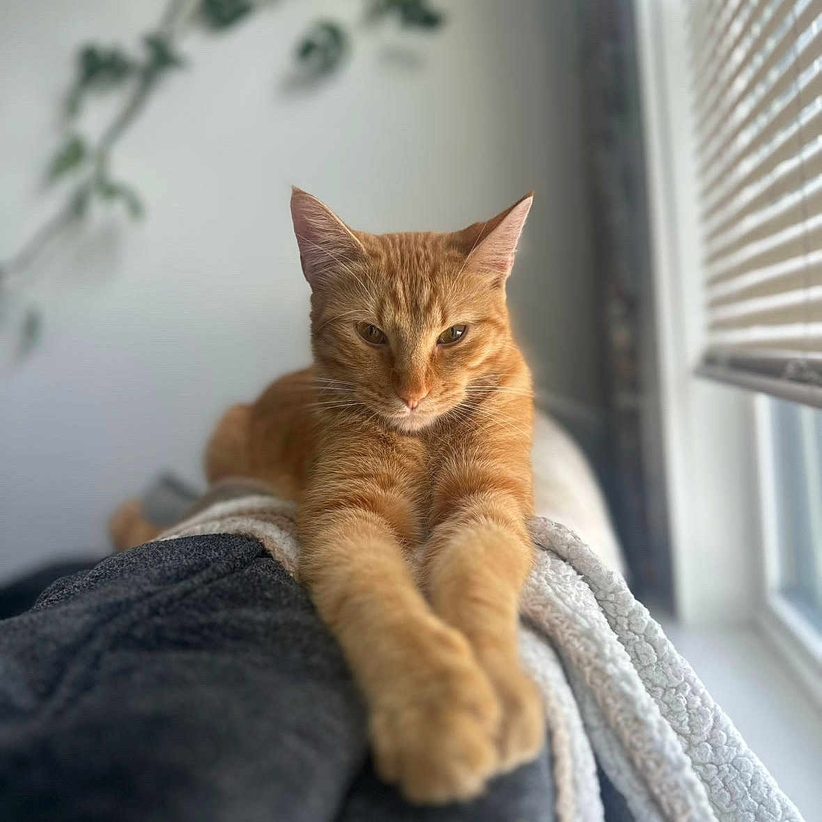 Cheeto joined the competition — help win amazing prizes! cat, ginger_cat, stretching, cozy, blanket, window, blinds, indoor, natural_light, furniture, plant, relaxed, pet, animal, soft_focus, home, comfort, fur, whiskers, paws
