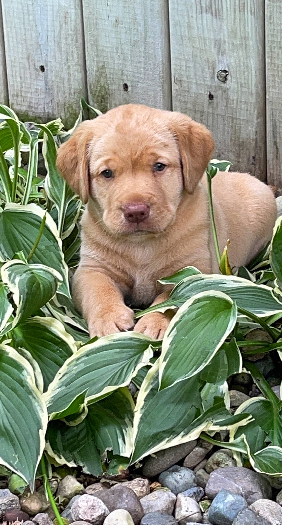 Sawyer joined the competition — help win amazing prizes! canidae, carnivore, companion_dog, dog, dog_breed, eye, fawn, grass, green, liver, plant, snout, soil, sporting_group, terrestrial_animal, terrestrial_plant, whiskers, wood, working_animal, wrinkle