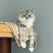 Aïko participe au concours pour gagner de l'argent avec cette photo : cat, fluffy, gray, white, animal, pet, cat_tree, blanket, paws, lounging, indoor, feline, curious, ears, whiskers, golden_eyes, relaxed, portrait, fur, domestic_cat