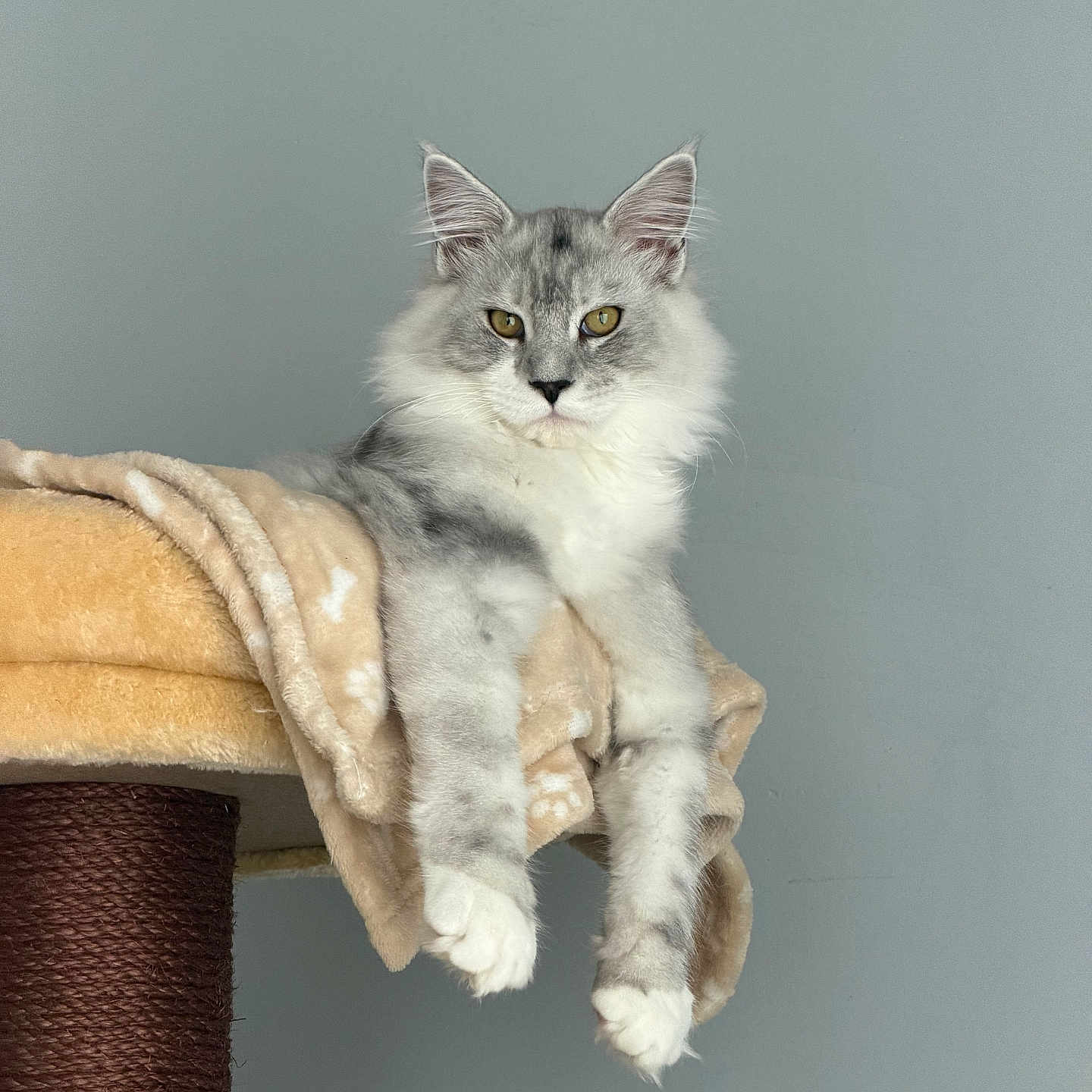 Aïko participe au concours pour gagner de l'argent avec cette photo : animal, blanket, cat, cat_tree, curious, domestic_cat, ears, feline, fluffy, fur, golden_eyes, gray, indoor, lounging, paws, pet, portrait, relaxed, whiskers, white