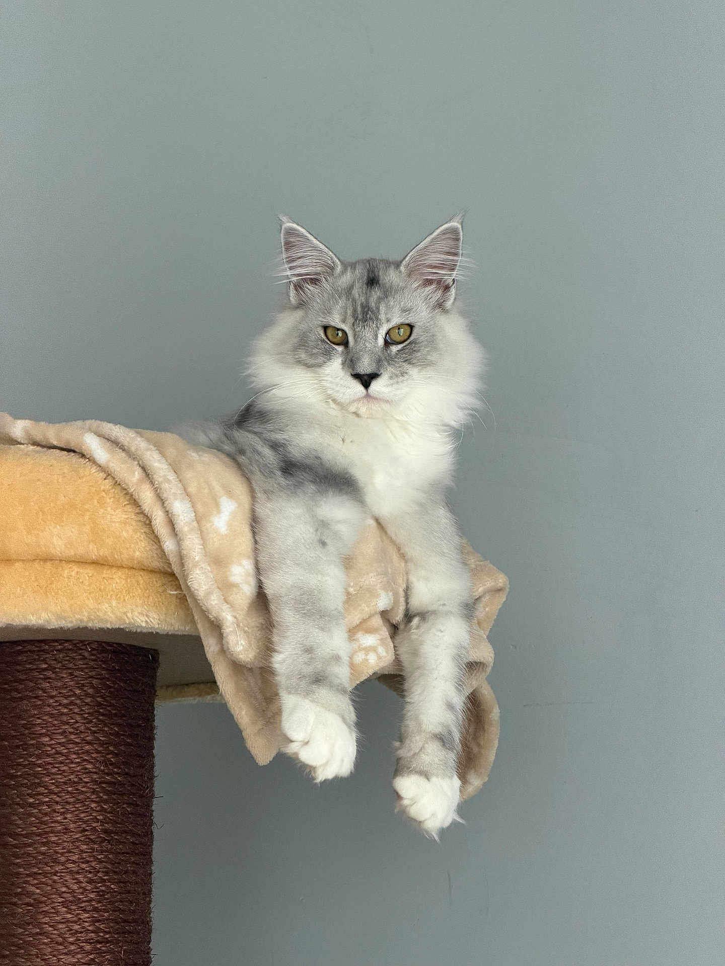 Aïko participe au concours pour gagner de l'argent avec cette photo : cat, fluffy, gray, white, animal, pet, cat_tree, blanket, paws, lounging, indoor, feline, curious, ears, whiskers, golden_eyes, relaxed, portrait, fur, domestic_cat