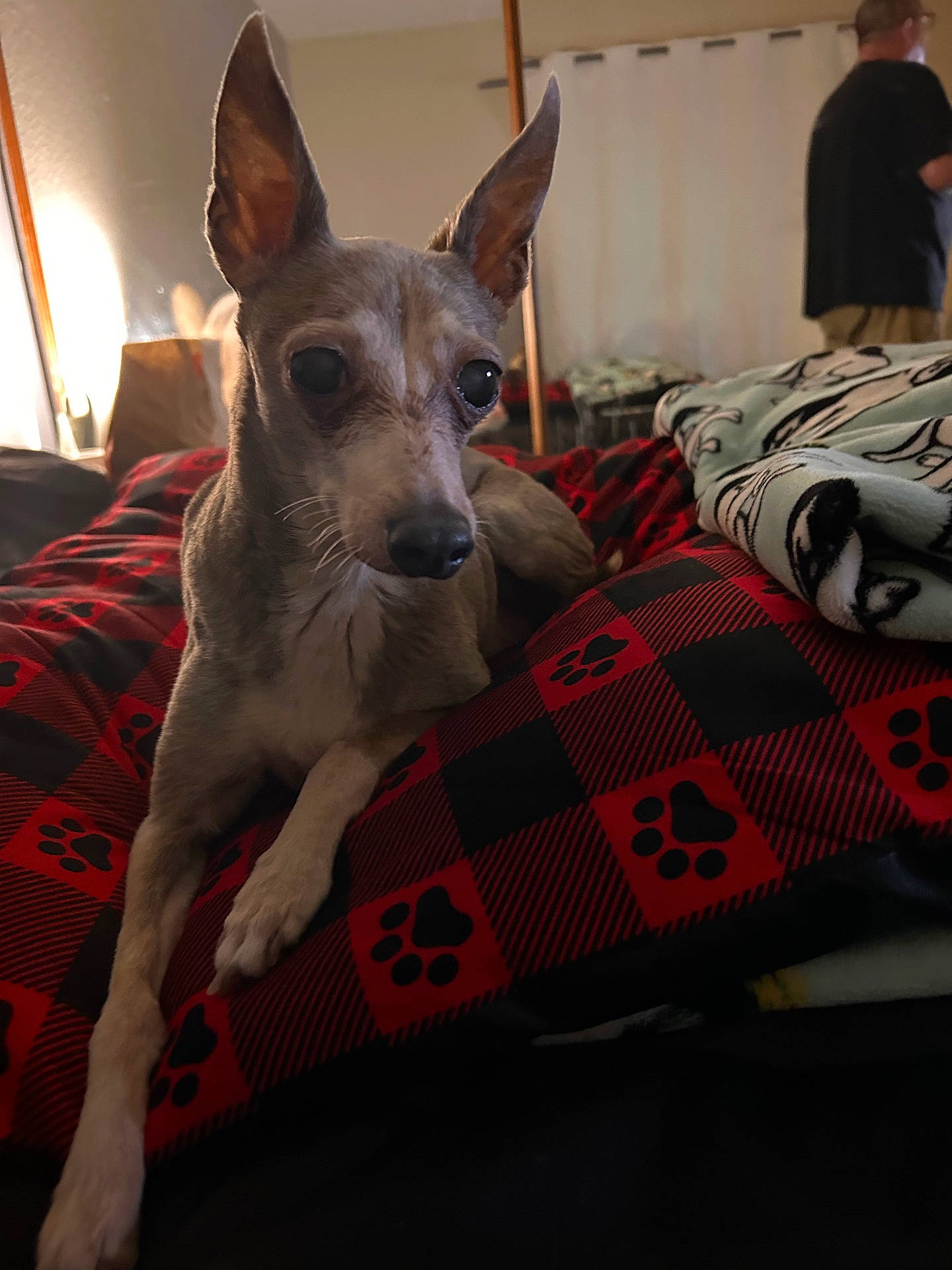 Bella is registered to the contest to win money with this photo: accessories, adult, animal, bed, bedroom, blanket, canine, couch, cushion, dog, furniture, homedecor, indoors, linen, male, man, person, pet, puppy, room