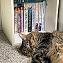 animal, books, bookshelf, brown, carpet, cat, cozy, feline, fur, home, indoor, literature, paw, pet, quiet, relaxed, resting, sleeping, soft, tabby