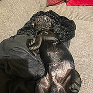 Vito participe au concours pour gagner de l'argent avec cette photo : dog, black_dog, pet, couch, blanket, pillow, indoor, fur, animal, lying_down, cute, small_dog, surprised_expression, relaxed, cozy, home, canine, resting, fur_texture, domestic_animal