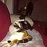 cat, dog, couch, blanket, pillow, indoor, pet, playful, animal, calico_cat, small_dog, red_couch, cozy, tussle, fur, paw, domestic, relaxing, friendship, home