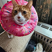 Toby is registered to the contest to win money with this photo: cat, orange_cat, donut_collar, pink, colorful, carpeted_cat_tree, plush_toys, radiator, curtain, indoor, pet_accessory, whiskers, close_up, feline, cute, domestic, fur, animal, household, curious