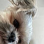 Harlow is registered to the contest to win money with this photo: animal, blurry, close_up, companion, cute, dog, domestic_animal, eye, face, fluffy, friendly, fur, fur_texture, hair, indoor, mammal, nose, pet, portrait, whiskers