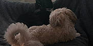 Harlow joined the competition — help win amazing prizes! animal, black_cat, blanket, cat, companion, cozy, curled_tail, dog, fluffy, fur, home, indoor, pet, quiet, relaxed, resting, shadow, soft_lighting, texture, white_dog