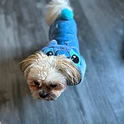 Harlow joined the competition — help win amazing prizes! animal, blue_hoodie, clothing, companion, curious, cute, dog, domestic_animal, flooring, fur, indoor, indoor_lighting, looking_down, pet, pom_pom, puppy, small_dog, small_pet, standing, wooden_floor