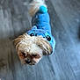 animal, blue_hoodie, clothing, companion, curious, cute, dog, domestic_animal, flooring, fur, indoor, indoor_lighting, looking_down, pet, pom_pom, puppy, small_dog, small_pet, standing, wooden_floor