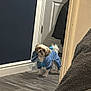 Harlow joined the competition — help win amazing prizes! animal, blanket, blue_onesie, clothing, cozy, curious, cute, dog, door, floor, fur, home, indoor, pet, puppy, small_dog, standing, tail, tile_floor, wall