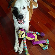 Concho is registered to the contest to win money with this photo: animal, brown, cheerful, colorful, companionship, cute, dog, domestic_animal, happy, indoor, lying_down, mustache, pet, playful, plush, smiling, stuffed_animal, toy, white, wooden_floor