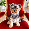 dog, puppy, yorkshire_terrier, small_dog, fluffy, long_fur, tricolor, sitting, portrait, pet, animal, red_chair, velvet, throne, indoors, home, plant, furniture, royal, photography