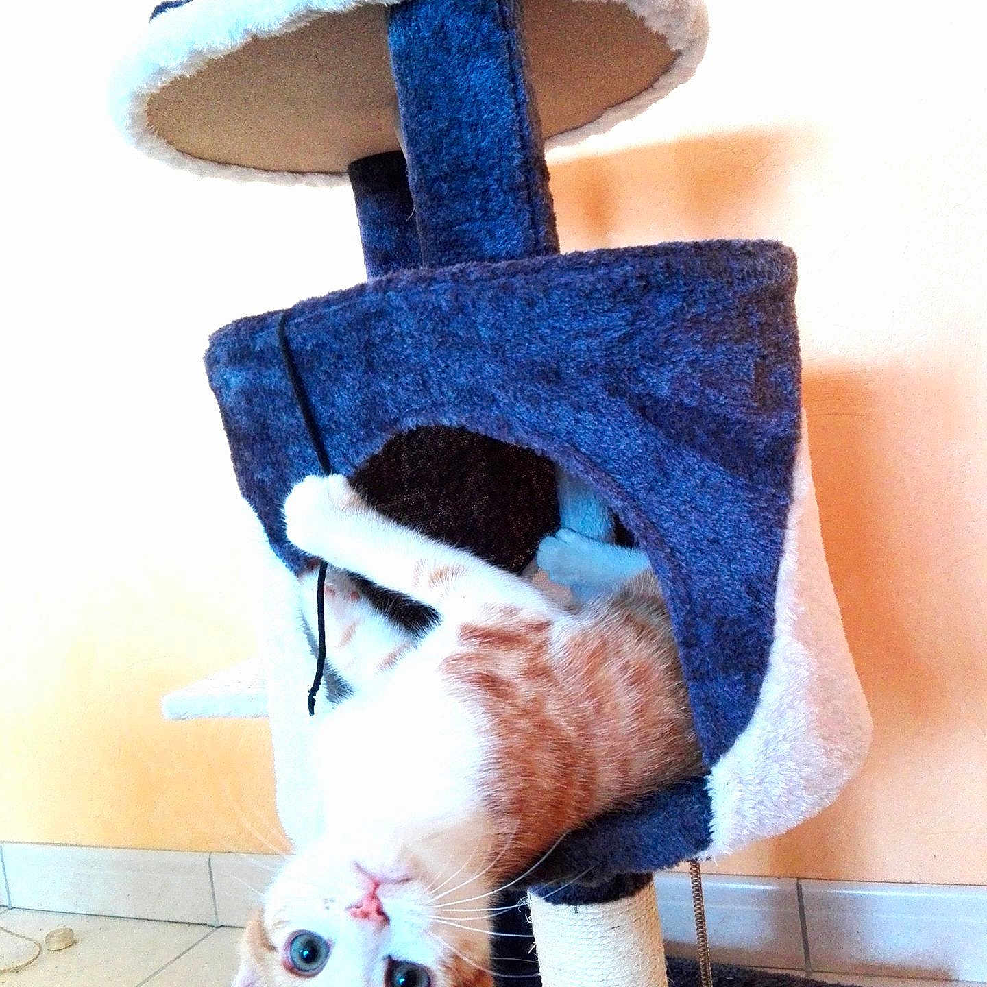 Coco a rejoint le concours — aidez-le/la à gagner de superbes lots ! accessories, animal, baby, bag, blanket, cat, clothing, cushion, handbag, hat, homedecor, indoors, kitten, pants, person, pet, purse, totebag, towel, toy