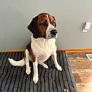 Goldie joined the competition — help win amazing prizes! animal, bone, brown_and_white, calm, chew_toy, companion, dog, domestic, ears, floor, fur, gray_wall, indoor, looking_away, mammal, mat, pet, sitting, tail, wooden_floor