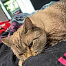 Howl is registered to the contest to win money with this photo: cat, sleeping, bed, blanket, indoor, relaxed, feline, fur, whiskers, closeup, resting, cozy, domestic_animal, pet, comfort, soft, window_light, striped, calm, cute
