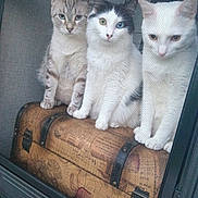 Howl is registered to the contest to win money with this photo: cat, three_cats, window_screen, vintage_suitcase, heterochromia, indoor, pets, curious, feline, sitting, close_together, looking_out, domestic_cat, white_cat, striped_cat, black_and_white_cat, animal, companions, quiet, still_life