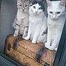 cat, three_cats, window_screen, vintage_suitcase, heterochromia, indoor, pets, curious, feline, sitting, close_together, looking_out, domestic_cat, white_cat, striped_cat, black_and_white_cat, animal, companions, quiet, still_life