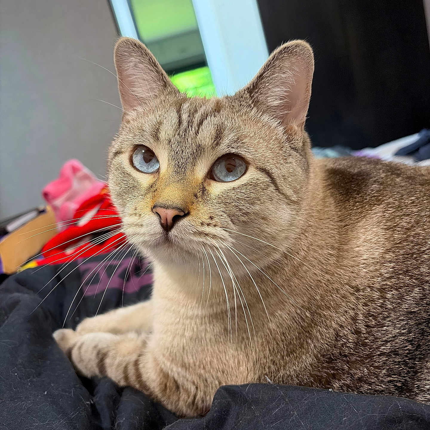 Howl joined the competition — help win amazing prizes! cat, blue_eyes, close_up, feline, pet, resting, whiskers, fur, indoor, blanket, animal, cute, portrait, tabby, relaxed, mammal, ears, face, lying_down, domestic_animal