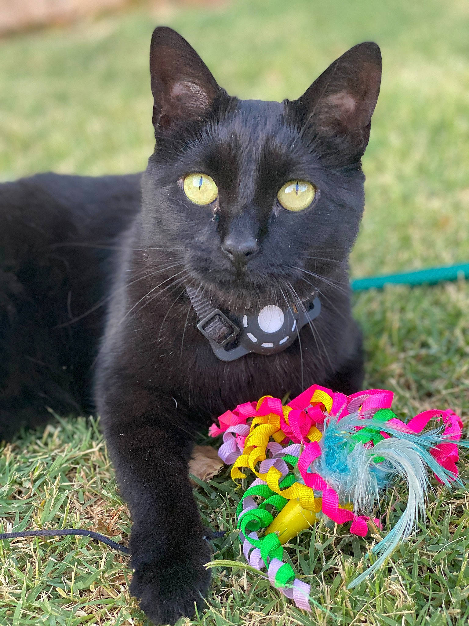 Lani is registered to the contest to win money with this photo: black_cat, bombay, carnivore, cat, cat_toy, domestic_short_haired_cat, felidae, fur, grass, groundcover, iris, magenta, mammal, plant, small_to_medium_sized_cats, snout, tail, terrestrial_animal, vertebrate, whiskers