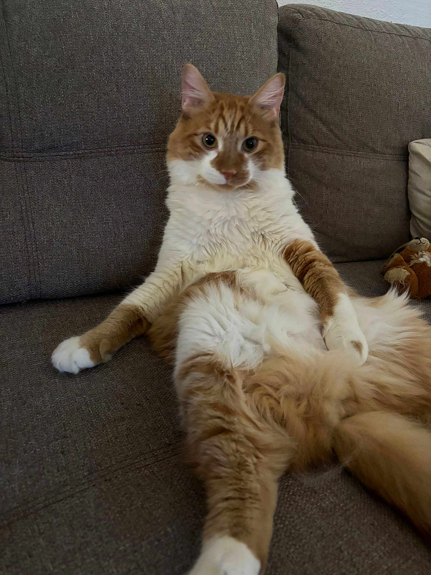 Baguerra a rejoint le concours — aidez-le/la à gagner de superbes lots ! cat, orange_and_white, fluffy, couch, indoor, relaxed, pet, animal, fur, whiskers, ears, sitting, plush_toy, home, feline, cute, portrait, looking_at_camera, cozy, living_room