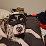 Kelce joined the competition — help win amazing prizes! dog, masquerade_mask, lying_down, indoor, spotted_dog, pet, animal, black_mask, relaxed, nose, paw, bedroom, clutter, fabric, fur, canine, domestic_animal, resting, cute, portrait