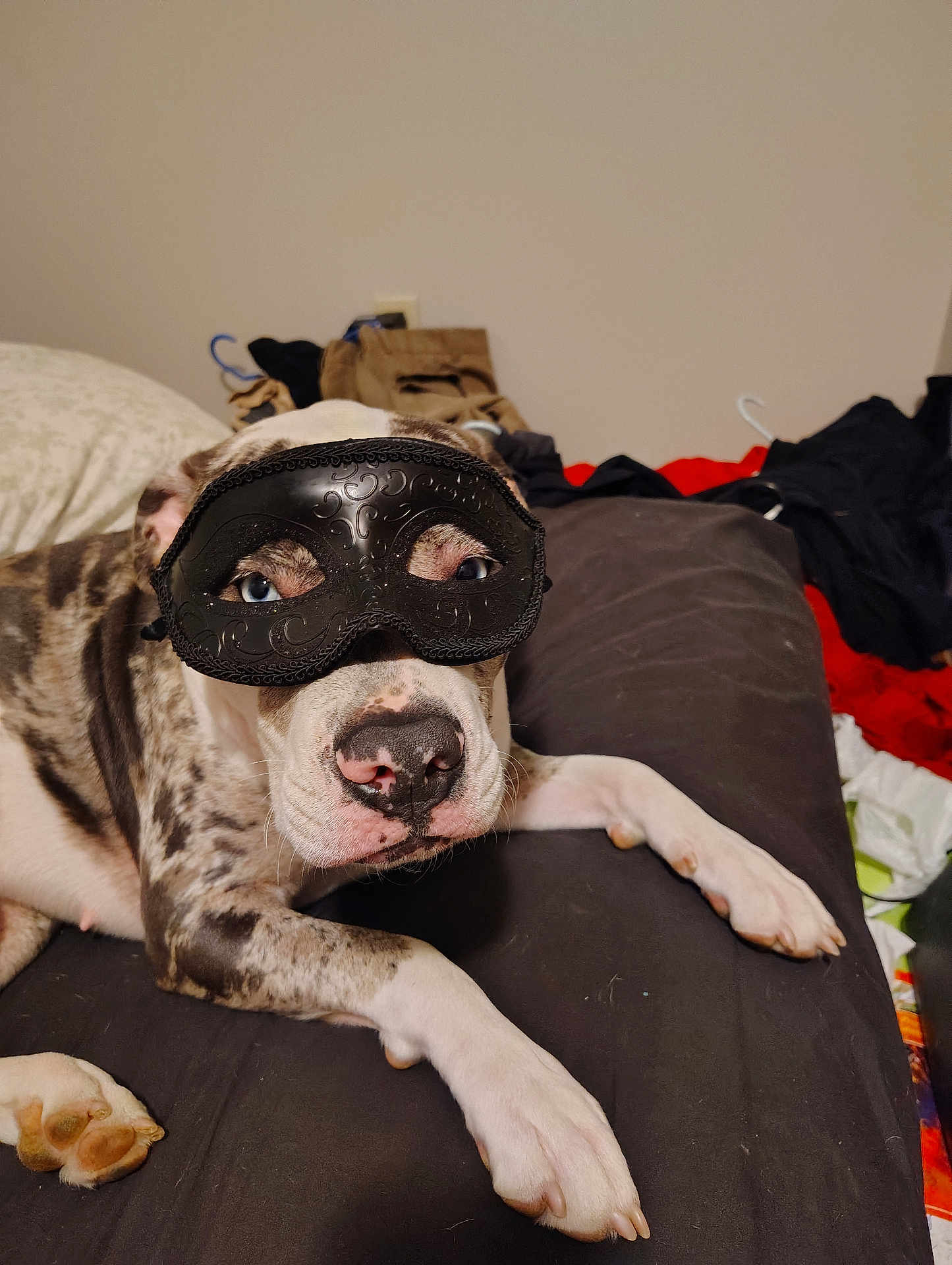 Kelce joined the competition — help win amazing prizes! dog, masquerade_mask, lying_down, indoor, spotted_dog, pet, animal, black_mask, relaxed, nose, paw, bedroom, clutter, fabric, fur, canine, domestic_animal, resting, cute, portrait