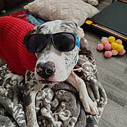 Kelce is registered to the contest to win money with this photo: dog, sunglasses, blanket, pillow, toy, indoor, floor, resting, spotted, canine, pet, cozy, comfort, accessory, relaxed, animal, furniture, home, playful, casual