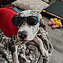 dog, sunglasses, blanket, pillow, toy, indoor, floor, resting, spotted, canine, pet, cozy, comfort, accessory, relaxed, animal, furniture, home, playful, casual