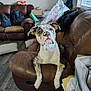 Kelce is registered to the contest to win money with this photo: dog, pet, couch, leather, indoor, living_room, floor, brown, white, spotted, canine, furniture, relaxed, looking_up, ears, paws, papers, bags, cushions, window