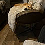 Vlady participe au concours pour gagner de l'argent avec cette photo : dog, corgi, chair, blanket, fluffy, relaxed, indoor, wooden_floor, pet, furniture, cozy, resting, brown, white, animal, cute, domestic, companion, home, comfort