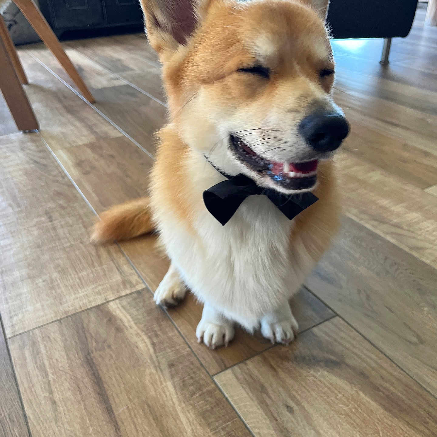 Vlady participe au concours pour gagner de l'argent avec cette photo : animal, bow_tie, canine, companion, corgi, cute, dog, domestic, ears, expression, floor, furry, happy, indoor, mouth, pet, sitting, small_dog, smiling, wooden_floor