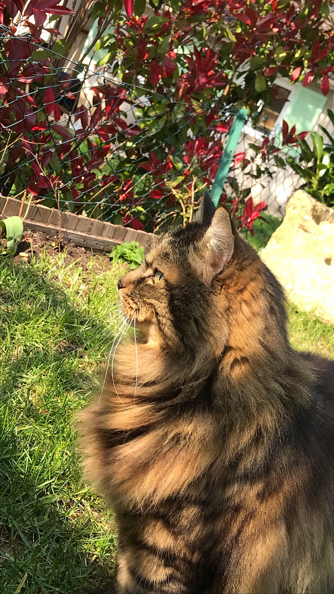 Byzance participe au concours pour gagner de l'argent avec cette photo : carnivore, cat, european_shorthair, felidae, grass, maine_coon, mammal, plant, small_to_medium_sized_cats, tabby_cat, tree, vertebrate, whiskers, wild_cat, wildlife