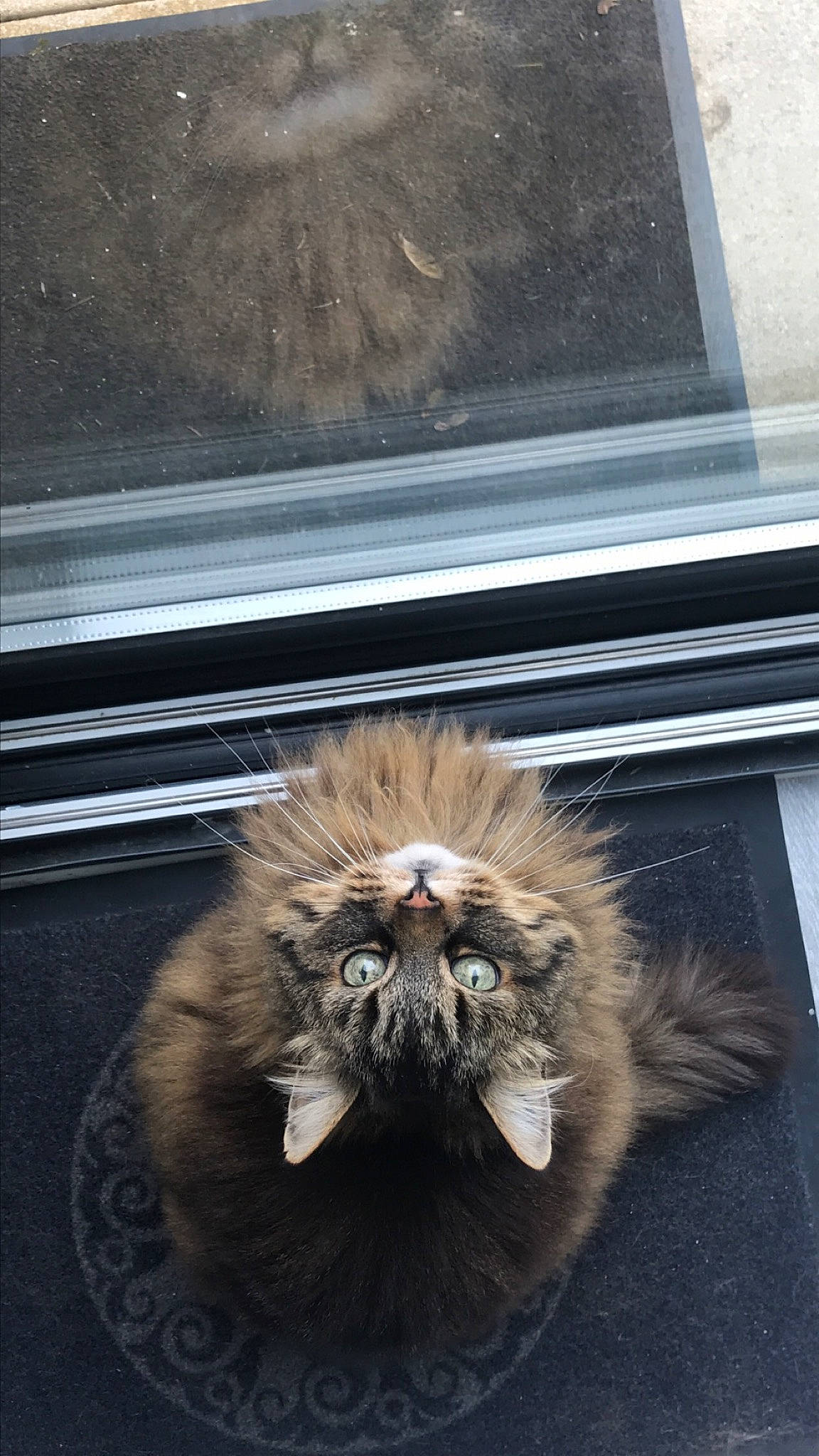 Byzance participe au concours pour gagner de l'argent avec cette photo : carnivore, cat, domestic_long_haired_cat, felidae, fur, maine_coon, norwegian_forest_cat, polydactyl_cat, small_to_medium_sized_cats, snout, tail, whiskers, wild_cat, window