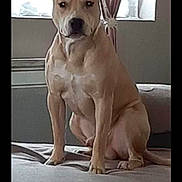 Pagã a rejoint le concours — aidez-le/la à gagner de superbes lots ! alert, bed, bedroom, brown_fur, canine, curtains, dog, front_facing, home, indoors, pet, phone_screenshot, portrait, serious_expression, short_hair, sitting, social_media, upright_ears, white_chest, window