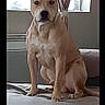 alert, bed, bedroom, brown_fur, canine, curtains, dog, front_facing, home, indoors, pet, phone_screenshot, portrait, serious_expression, short_hair, sitting, social_media, upright_ears, white_chest, window