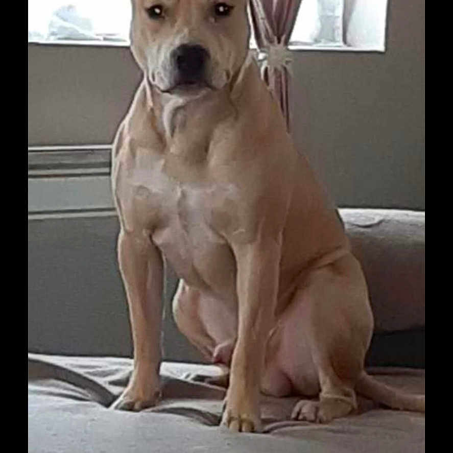 Pagã
