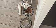 Delta participe au concours pour gagner de l'argent avec cette photo : dog, husky, pet, animal, blue_eyes, food_bowl, empty_bowl, floor, tile_floor, indoor, canine, fur, looking_up, waiting, feeding, domestic, companion, cute, house, kibble