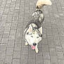 Delta a rejoint le concours — aidez-le/la à gagner de superbes lots ! dog, husky, blue_eyes, tongue_out, tail, pavement, stone_path, outdoor, pet, canine, walking, footwear, grey_fur, white_fur, happy, looking_up, animal, mammal, close_up, daylight