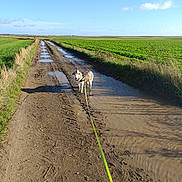 Delta participe au concours pour gagner de l'argent avec cette photo : dog, husky, muddy_puddle, dirt_road, leash, green_field, grass, blue_sky, clouds, rural, outdoor, animal, pet, water, reflections, sunlight, nature, daytime, walking, adventure