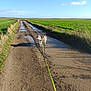 dog, husky, muddy_puddle, dirt_road, leash, green_field, grass, blue_sky, clouds, rural, outdoor, animal, pet, water, reflections, sunlight, nature, daytime, walking, adventure
