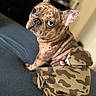 dog, french_bulldog, brindle, pet, animal, hoodie, camouflage, clothing, sitting, looking_back, indoor, bed, curious, ears_up, wrinkled_skin, cute, companion, domestic_animal, portrait, casual
