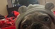 Coco joined the competition — help win amazing prizes! dog, bulldog, pet, animal, indoors, bed, blanket, red, knitted_clothing, hoodie, cute, portrait, face, expression, cozy, living_room, furniture, television, casual, resting