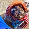 Coco is registered to the contest to win money with this photo: dog, costume, red_and_white_stripes, orange_wig, puppy, pet, floor, blue_pants, funny, looking_up, indoor, playful, cute, animal, clothing, portrait, expression, adorable, canine, home