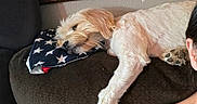 Linus is registered to the contest to win money with this photo: american_flag, animal, blanket, closeup, couch, dog, fur, furniture, head, indoor, paw, person, pet, pillow, portrait, relaxation, resting, sleeping, tattoo, wall