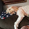 american_flag, animal, blanket, closeup, couch, dog, fur, furniture, head, indoor, paw, person, pet, pillow, portrait, relaxation, resting, sleeping, tattoo, wall