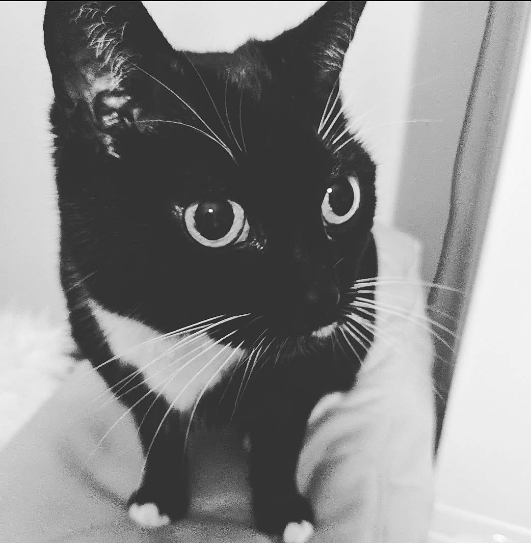 Lovely Leah is registered to the contest to win money with this photo: black_and_white, black_cat, carnivore, cat, comfort, domestic_short_haired_cat, felidae, fur, iris, monochrome, monochrome_photography, paw, photography, small_to_medium_sized_cats, snout, stock_photography, style, terrestrial_animal, whiskers, window