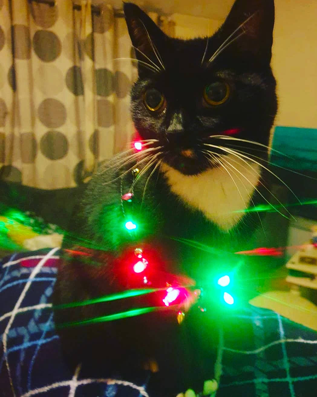 Lovely Leah joined the competition — help win amazing prizes! carnivore, cat, christmas, christmas_decoration, christmas_ornament, darkness, domestic_short_haired_cat, electric_blue, electronic_device, event, felidae, fur, green, holiday, holiday_ornament, light, organism, small_to_medium_sized_cats, whiskers, window