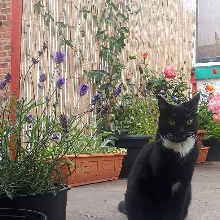 Lovely Leah is registered to the contest to win money with this photo: annual_plant, carnivore, cat, felidae, flower, flowerpot, grass, houseplant, leaf, photograph, plant, purple, road_surface, shrub, small_to_medium_sized_cats, snapshot, snout, tail, whiskers, window