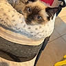 Milo is registered to the contest to win money with this photo: cat, siamese_cat, pet_bed, mesh_carrier, indoor, floor_tiles, blue_eyes, plush, cozy, fur, pet, animal, resting, curious, close_up, soft_texture, comfort, domestic, cute, feline